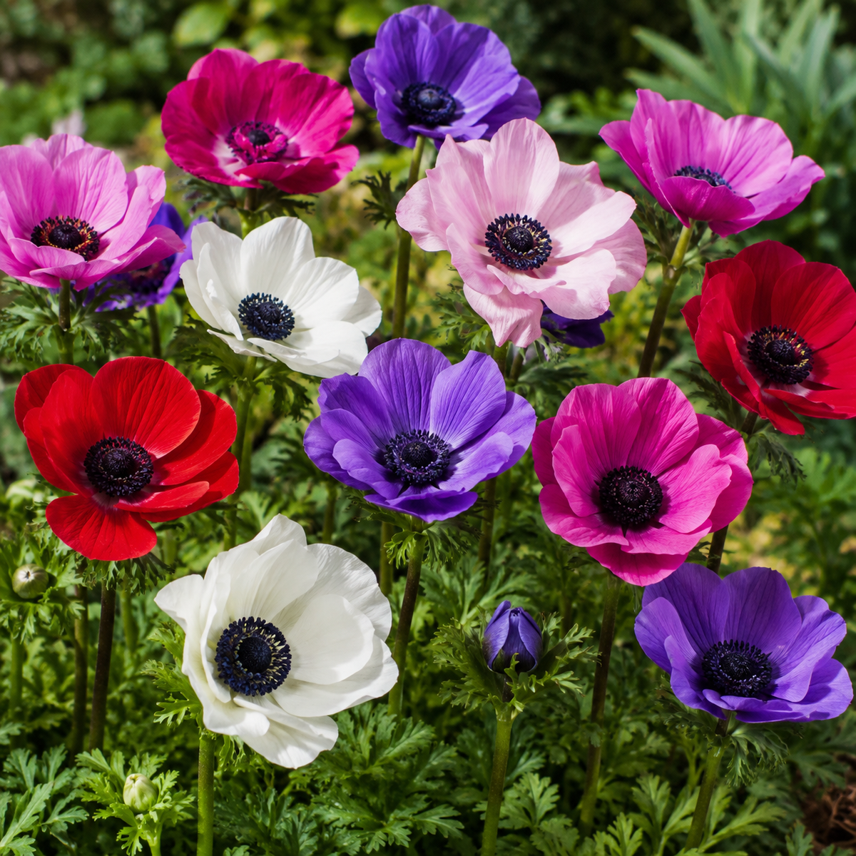 Anemone