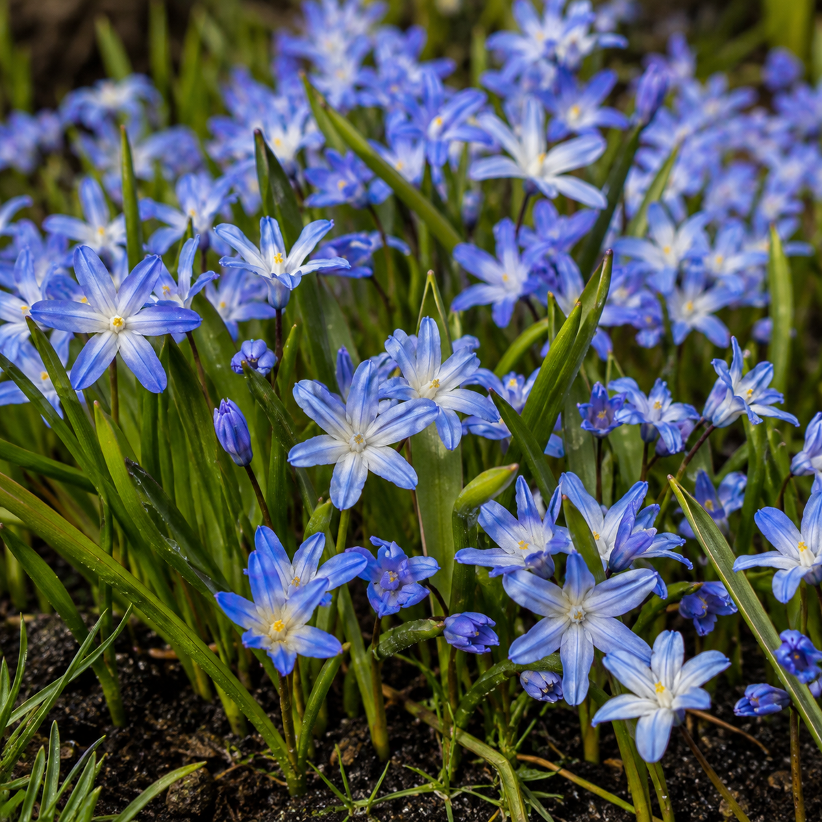 Chionodoxa