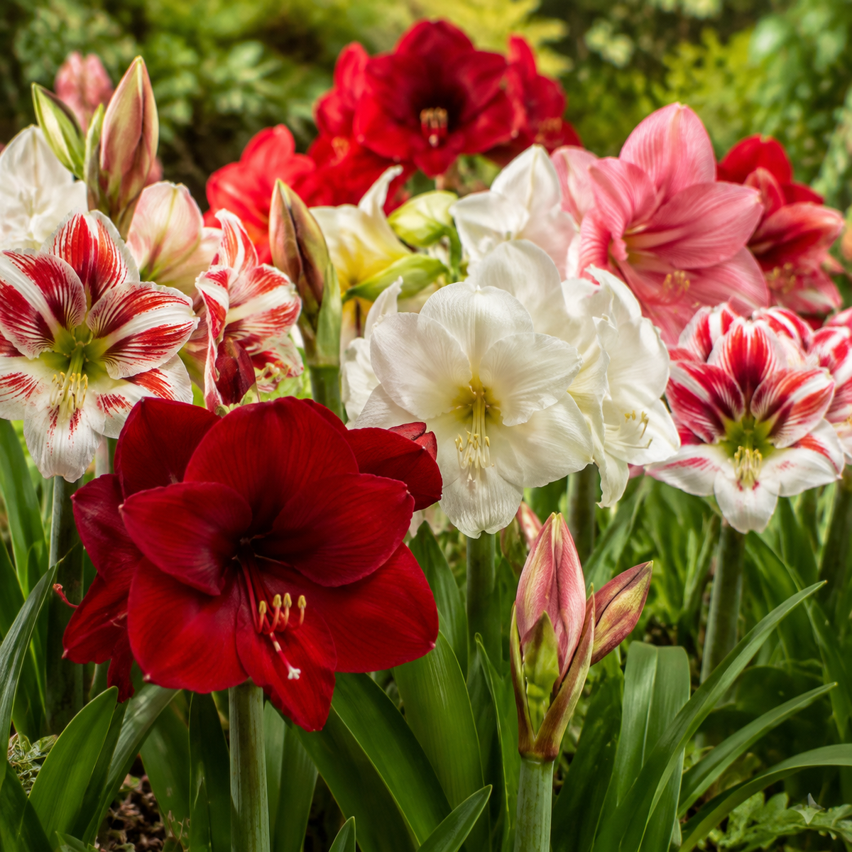Amaryllis