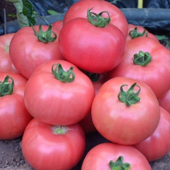 TOMATE DIMEROSA F1 15SEM