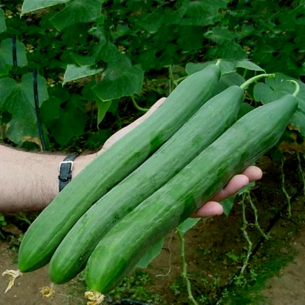 Seminte Castraveti LUNGO VERDE DEGLI ORTOLANI - 3GR