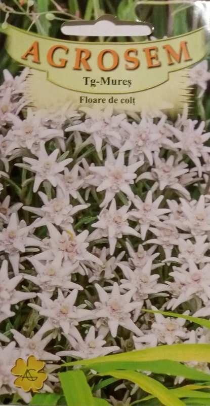 Floare de Colti Leontopodium alpinum 0,02g