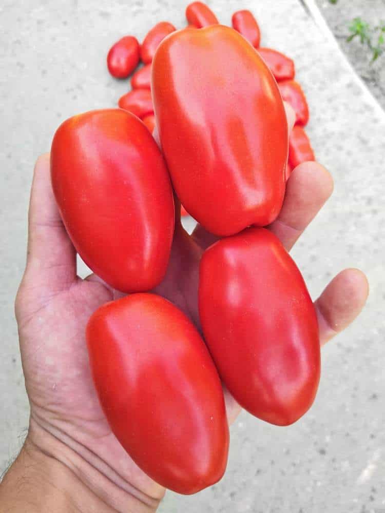 Seminte tomate SUPERMARZANO VFFN F1