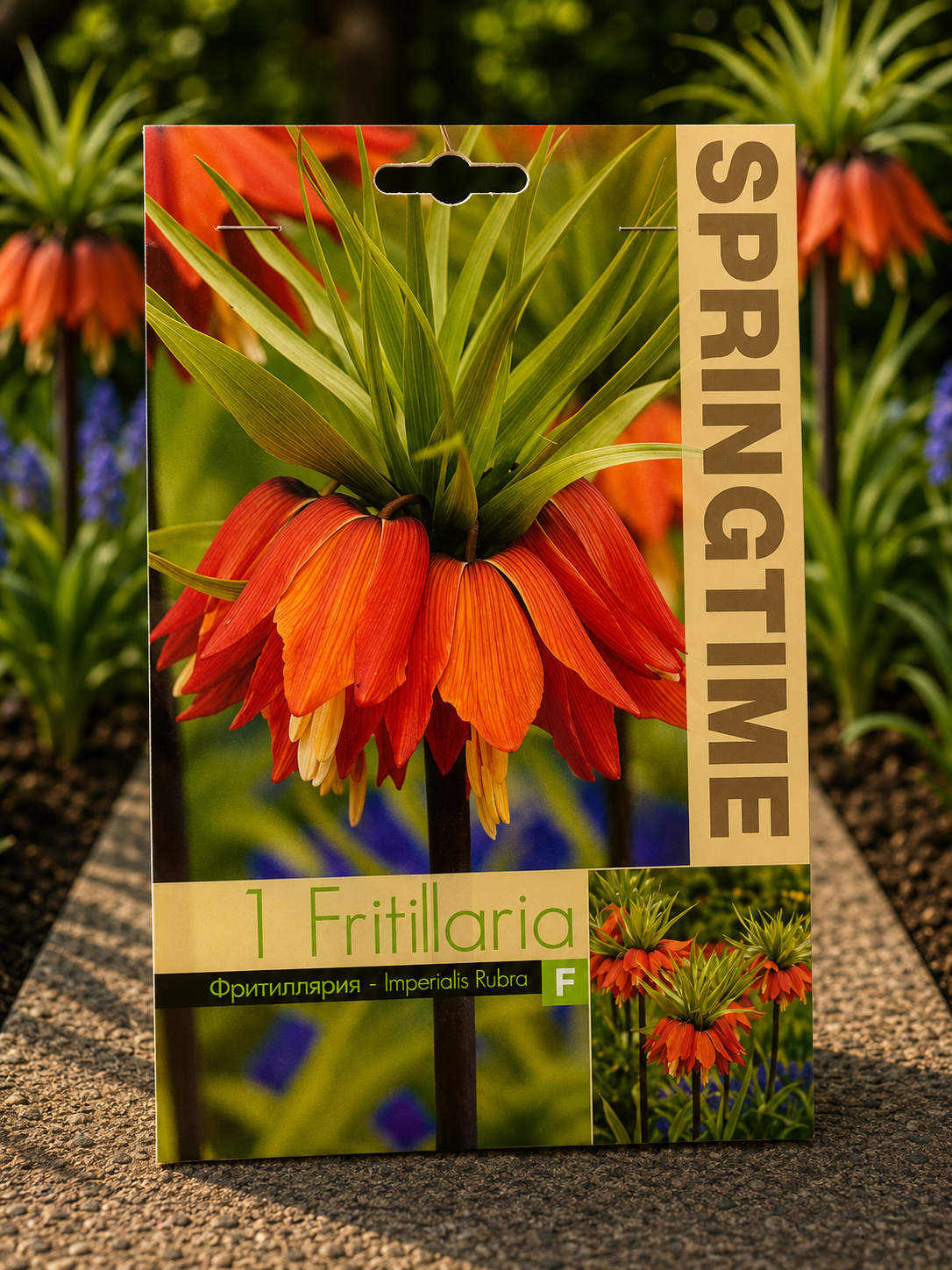 Fritillaria Rubra