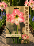 Amaryllis Apple Blossom
