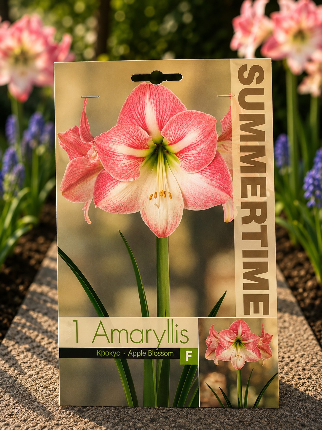 Amaryllis Apple Blossom
