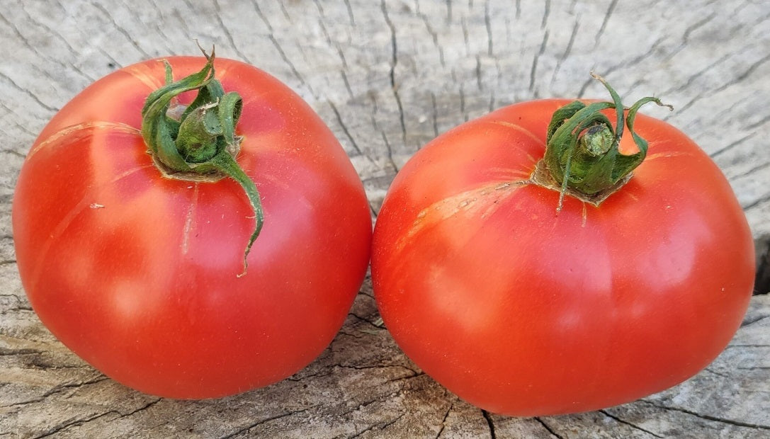 Seminte Romanesti TOMATE BUZAU 47 AGROSEM 0.2g