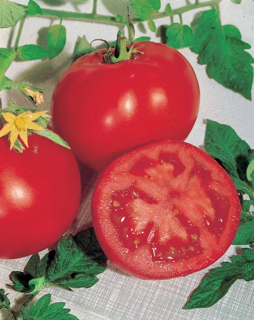 Seminte Tomate CAMPBELL 33 0.7g