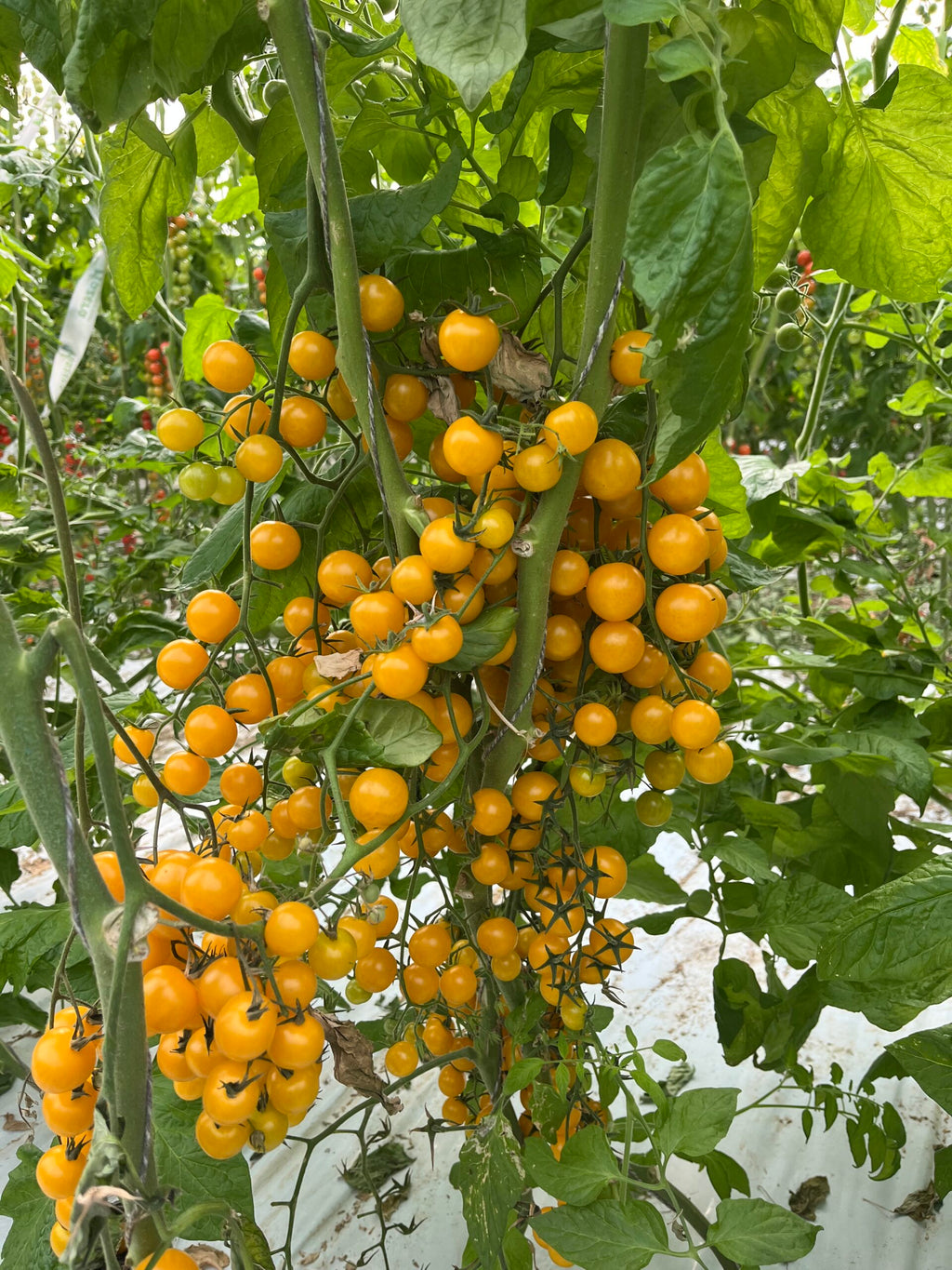 Seminte Tomate YELLOW CHERRY