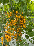 Seminte Tomate YELLOW CHERRY