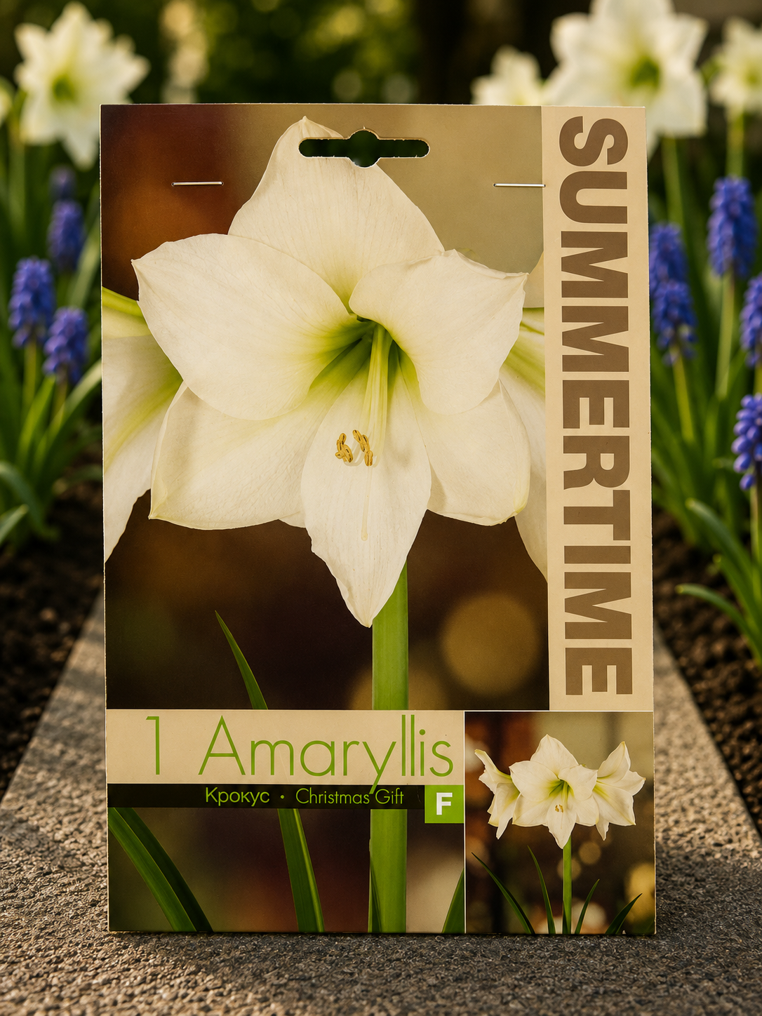 Amaryllis Christmas Gift