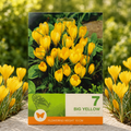 Branduse Big Yellow