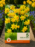 Narcise tete-a-tete