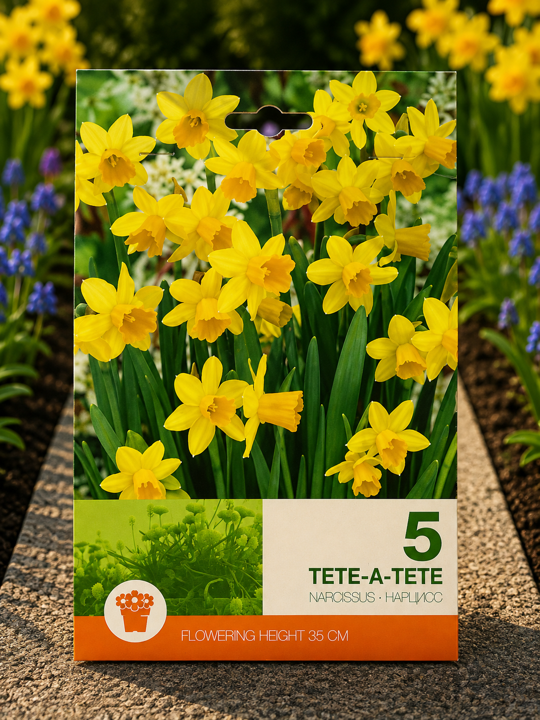 Narcise tete-a-tete
