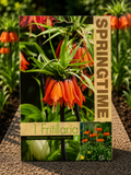 Fritillaria Aurora
