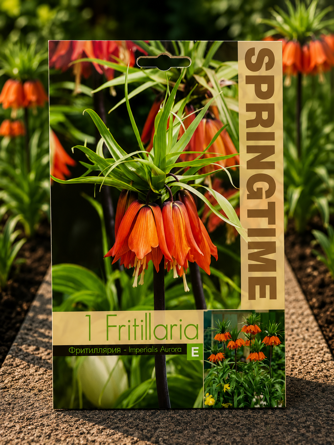 Fritillaria Aurora