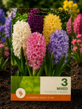 Zambile Hyacinths Mixed