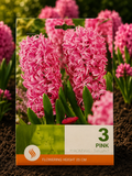 Zambile Pink