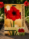 Amaryllis Apple Blossom