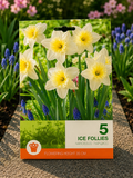 Narcise Ice Follies
