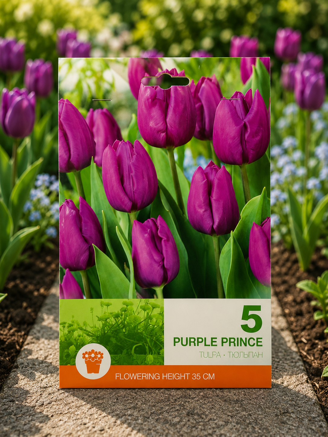 Lalele Purple Prince