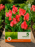 Lalele Toronto Roz