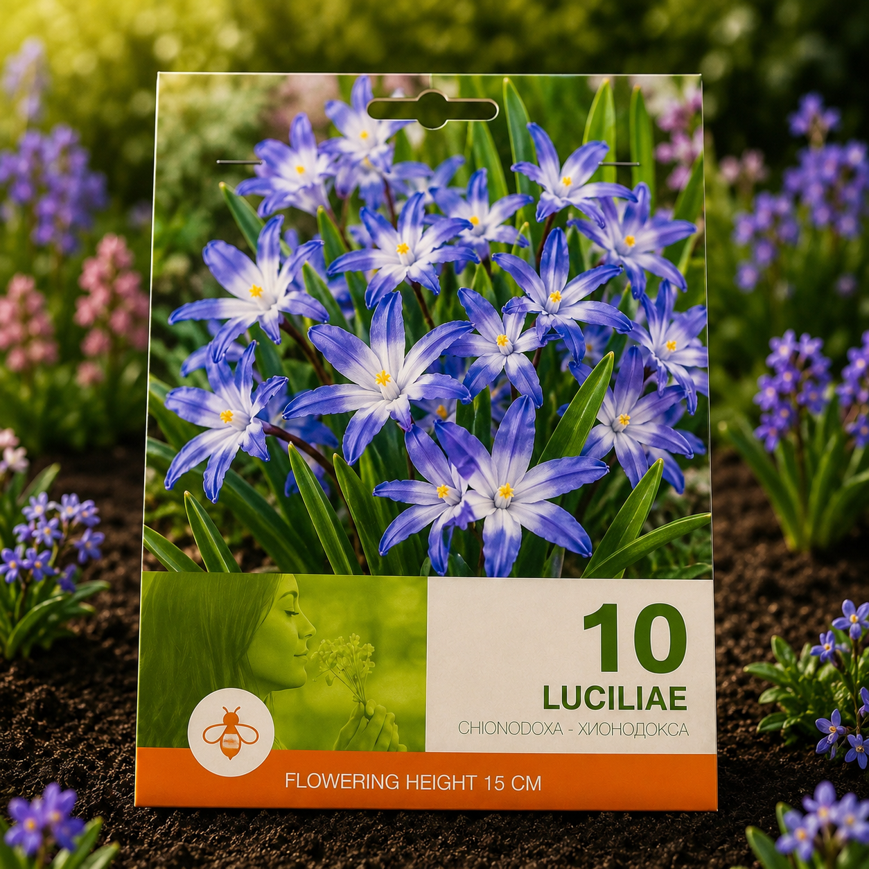 Chionodoxa Lucil
