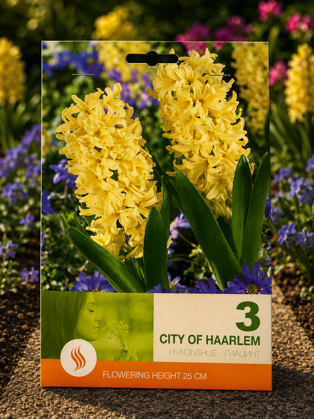 Zambile City of Haarlem