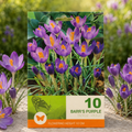 Branduse Barr's Purple