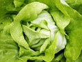 SALATA ILEANA 1GR