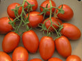 Tomate - Roma VF