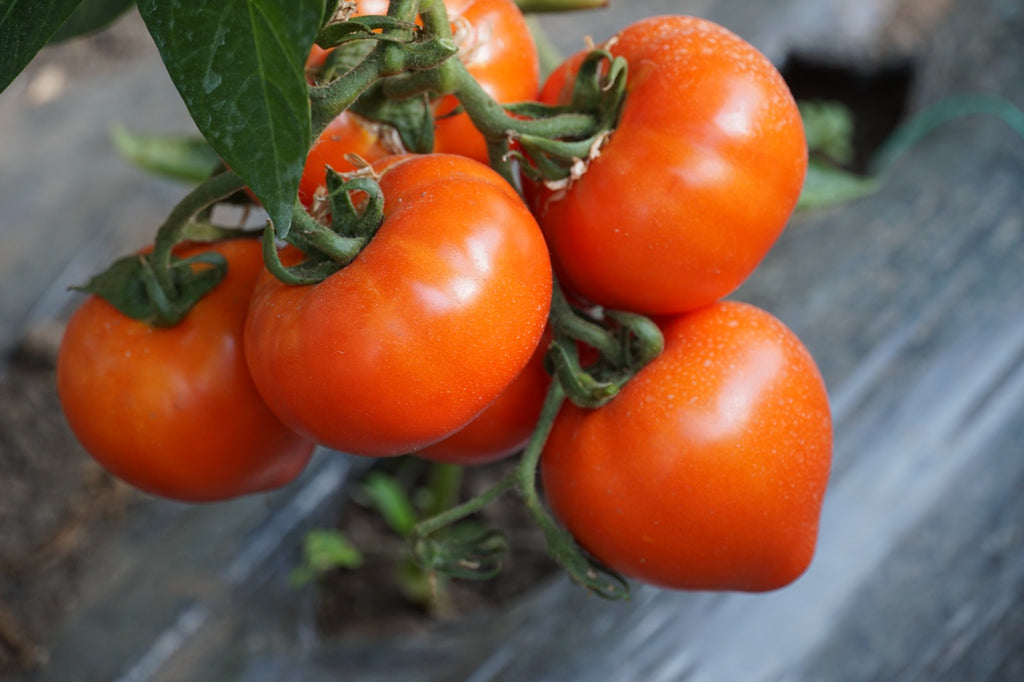 TOMATE ZARAZA 100SEM
