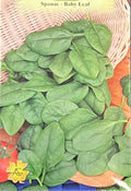 Spanac-Baby Leaf