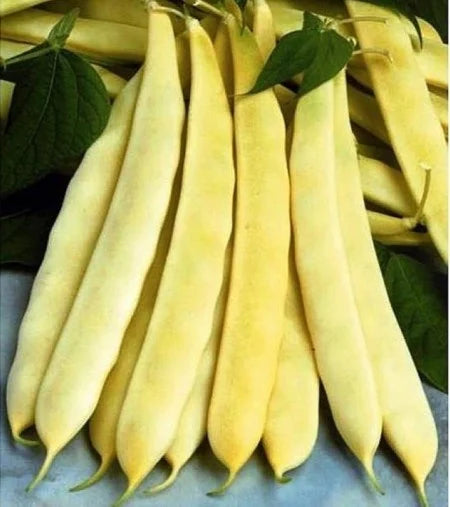 Auria Bacaului (20 gr) seminte de fasole urcatoare galbena cu pastaie lata