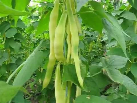 Auria Bacaului (20 gr) seminte de fasole urcatoare galbena cu pastaie lata