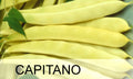 Seminte Fasole Oloaga CAPITANO