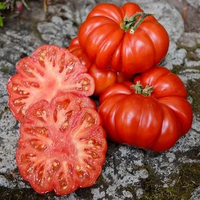 Costoluto Fiorentino rosii crete soi productiv, Agrosem