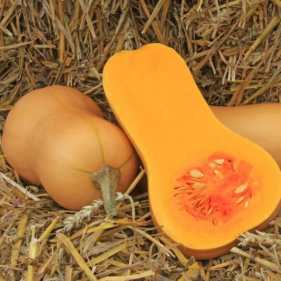 Seminte Dovleac Placintar WALTHAM BUTTERNUT, AGROSEM