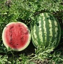 Seminte Pepene Verde CRIMSON SWEET 2g