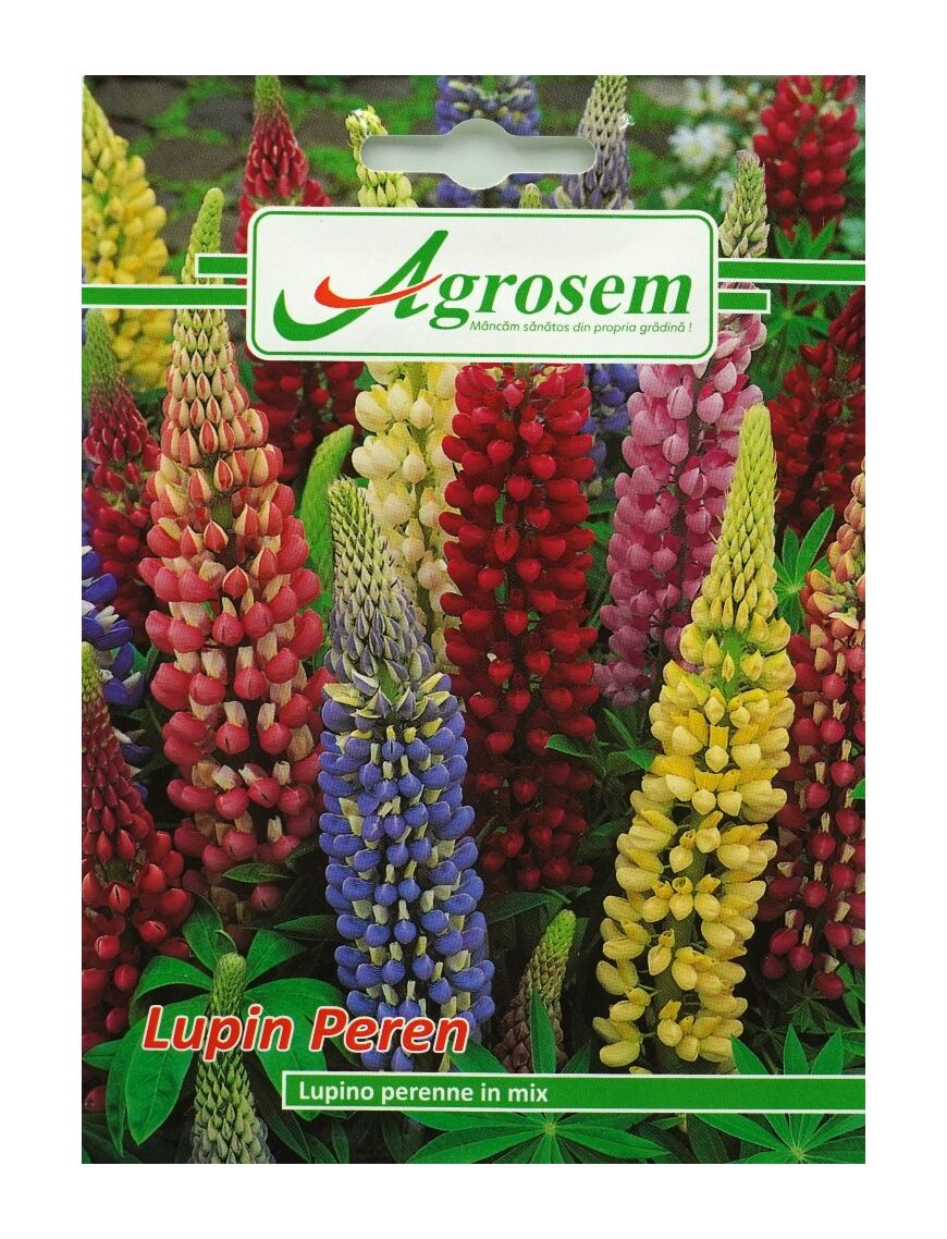 Seminte Flori LUPIN PEREN 0,5 gr