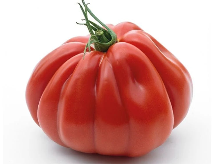 TOMATE GRIFONE F1 10 SEM