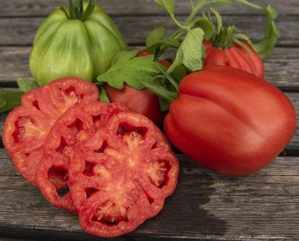 TOMATE GRIFONE F1 10 SEM