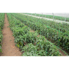 Plasa pentru sustinere plante 1.75m x 5m