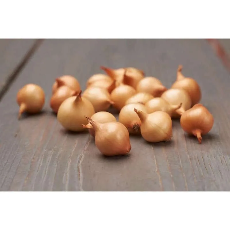 Arpagic stuttgarter riesen - 1kg, galben, rotund
