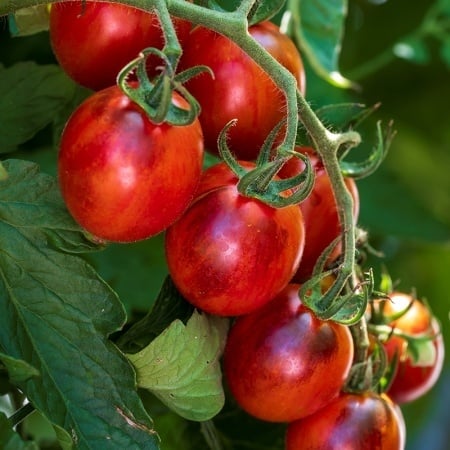 Cherry de Foc 50sem
