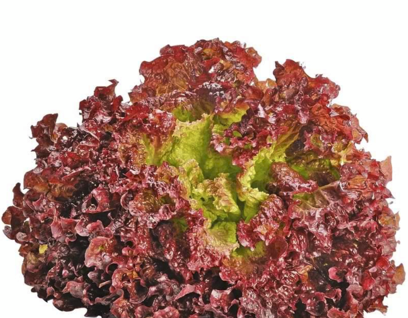 Seminte Salata LOLLO RED