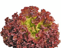 Seminte Salata LOLLO RED