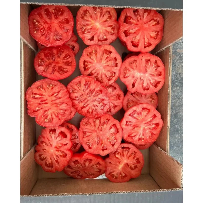 TOMATE MAMIPINK F1 10SEM