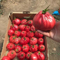 TOMATE MAMIPINK F1 10SEM
