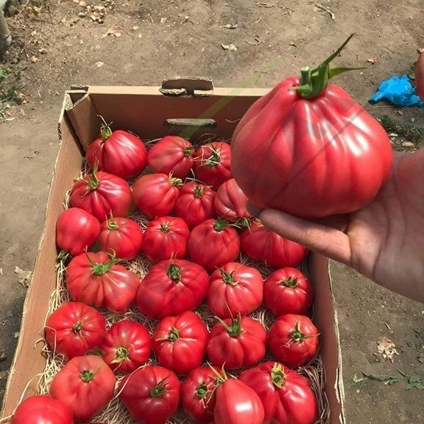 TOMATE MAMIPINK F1 10SEM